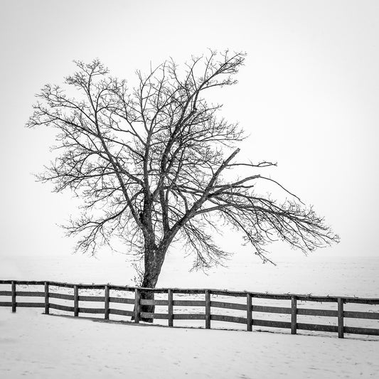 Winter Tree #22