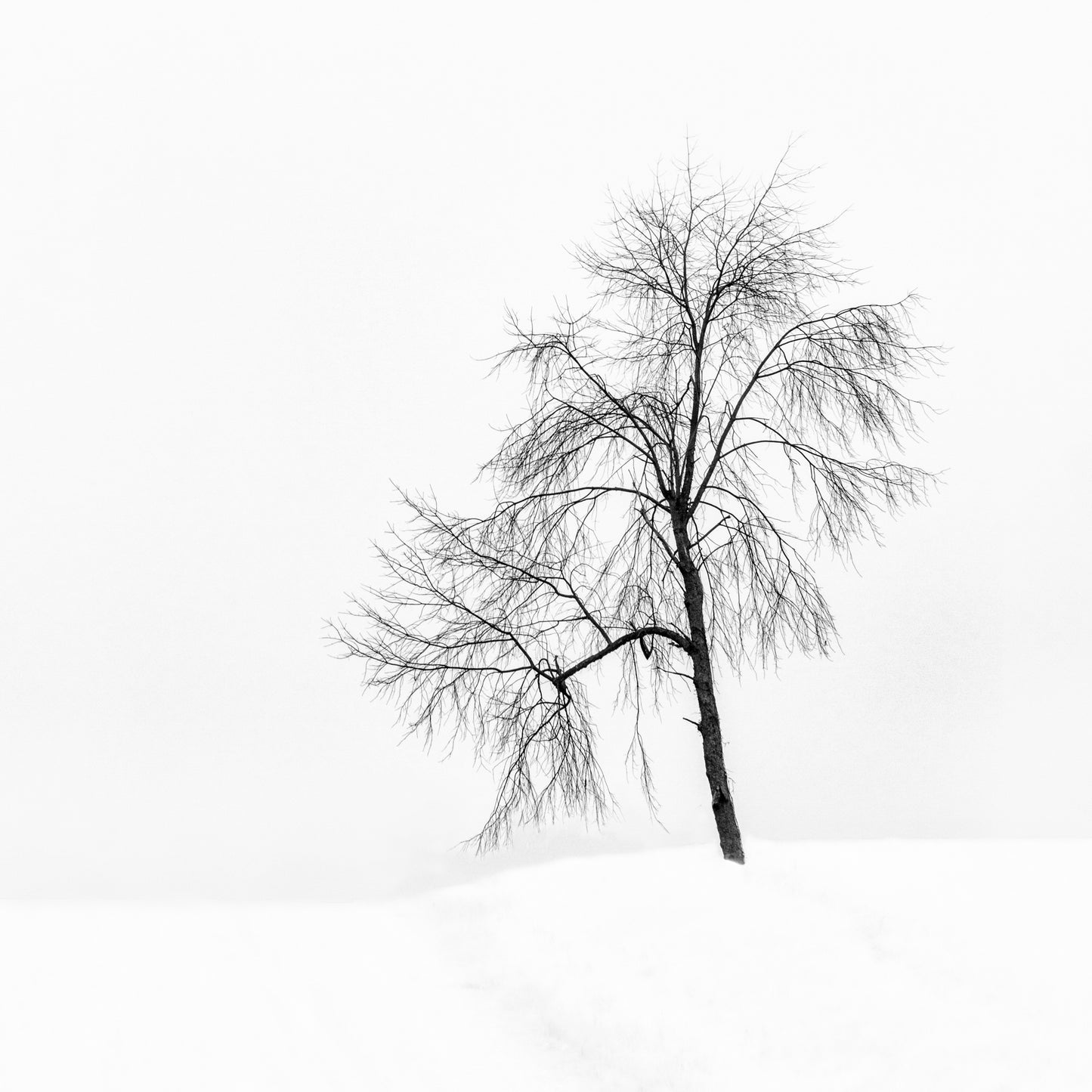Winter Tree #45