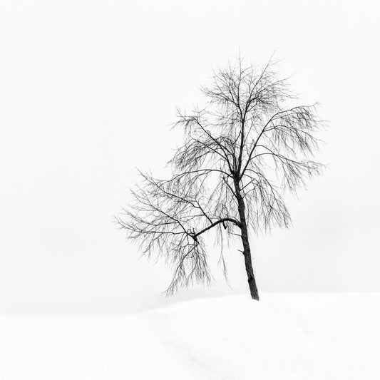 Winter Tree #45