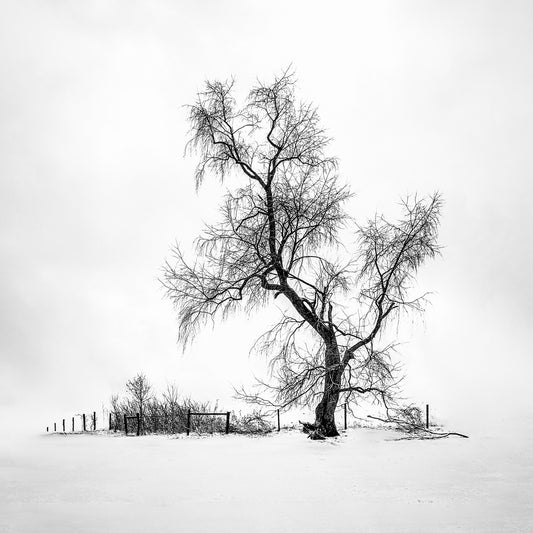 Winter Tree #51